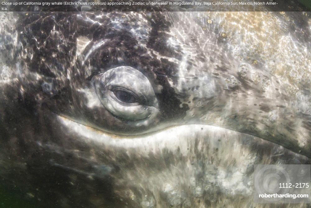 Close up of California gray whale (Eschrichtius robustus) approaching Zodiac underwater in Magdalena Bay, Baja California Sur, Mexico, North America