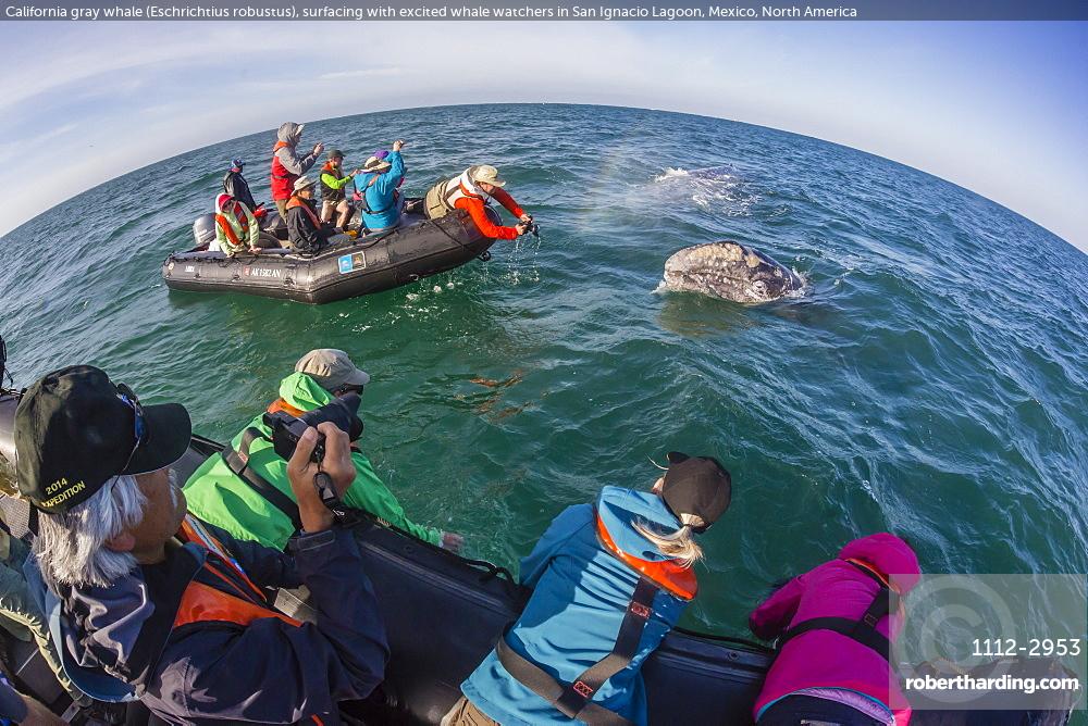 California gray whale (Eschrichtius robustus), surfacing with excited whale watchers in San Ignacio Lagoon, Mexico, North America