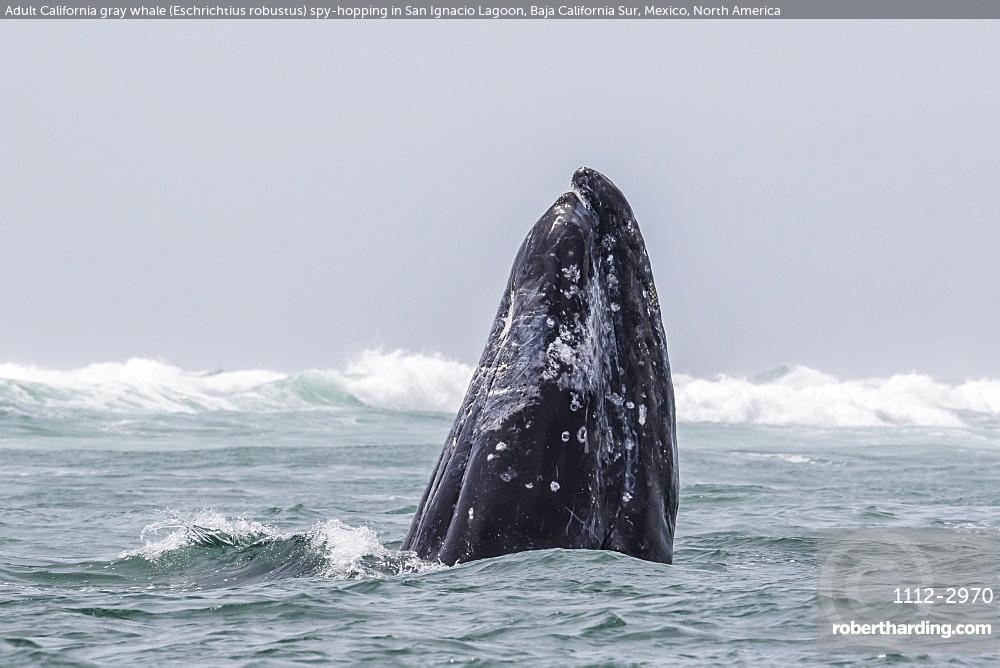 Adult California gray whale, Eschrichtius robustus, spy-hopping in San Ignacio Lagoon, Baja California Sur, Mexico
