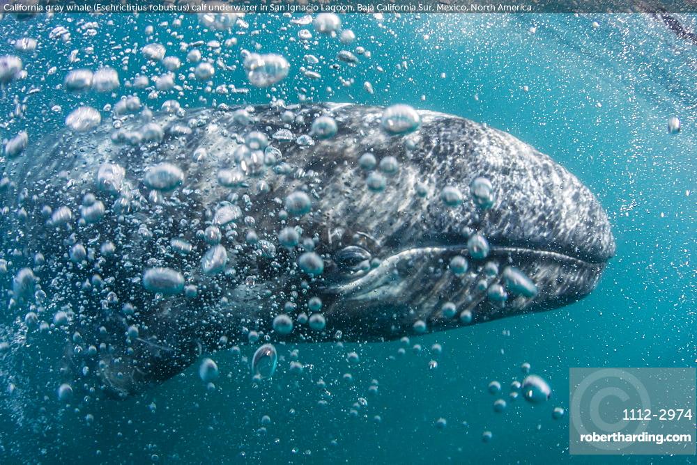 California gray whale, Eschrichtius robustus, calf underwater in San Ignacio Lagoon, Baja California Sur, Mexico