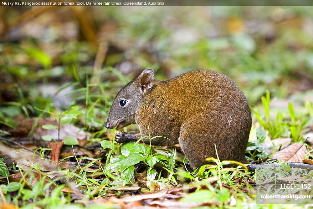 Musky Rat Kangaroo Eats Nut Stock Photo