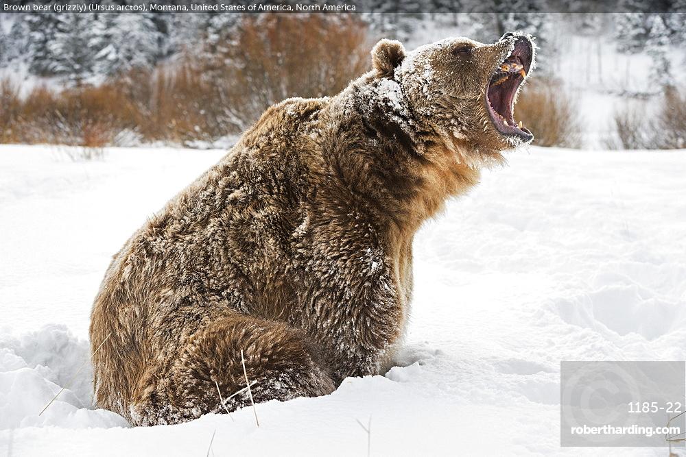 Grizzly Bear