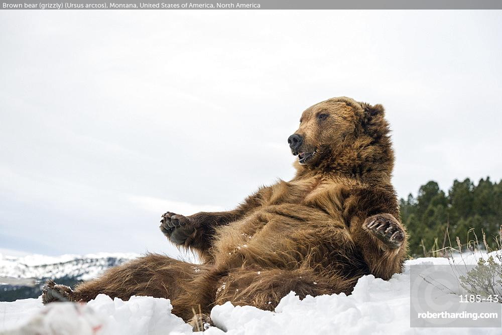 Brown bear (grizzly) (Ursus arctos), Montana, United States of America, North America