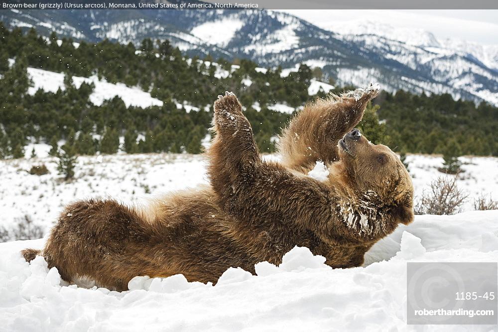 Brown Bear, Grizzly, Mammal, Ursus arctos