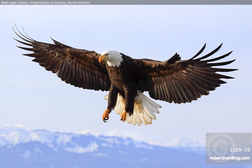 Bald Eagle, Alaska, USA