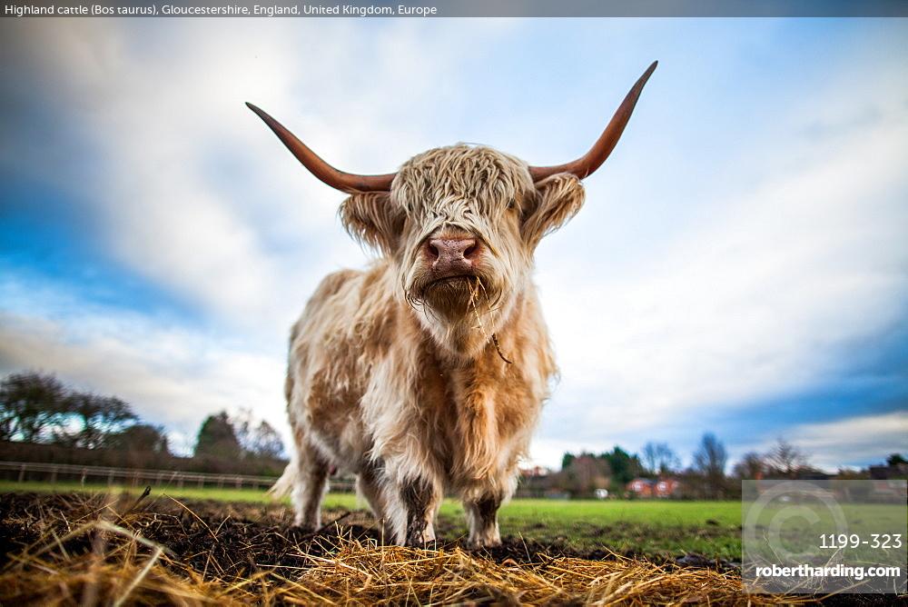 Highland Cattle, Bos taurus, Gloucestershire, England, UK
