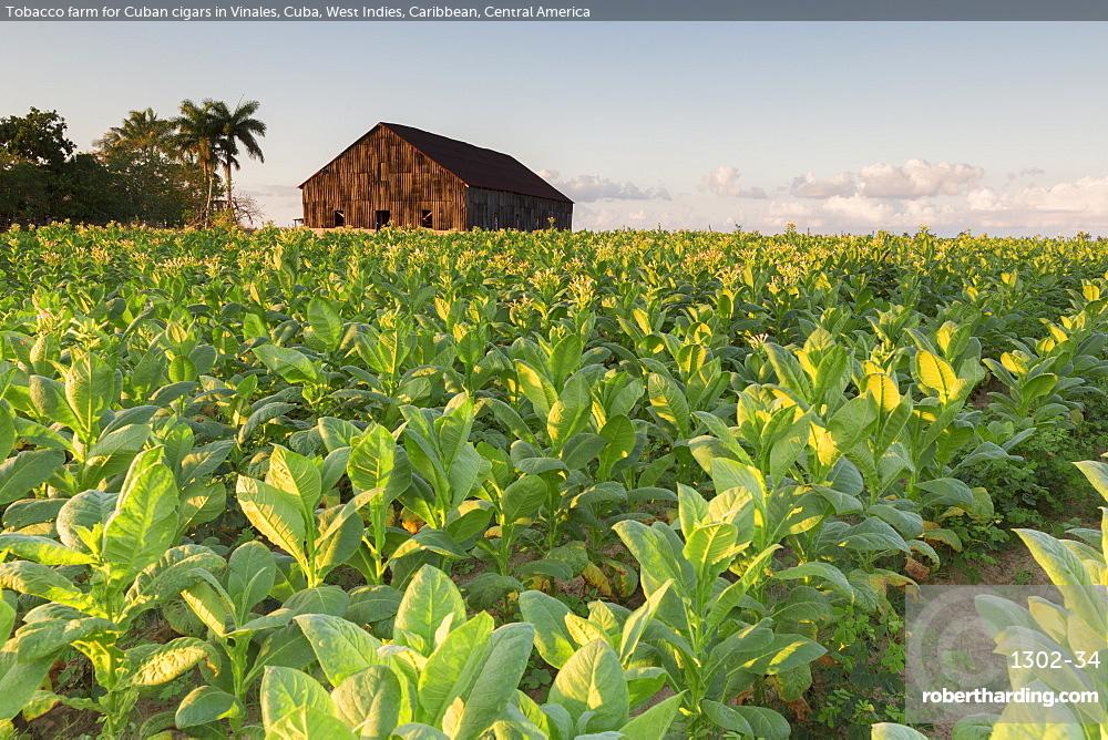 Tobacco farm for Cuban cigars