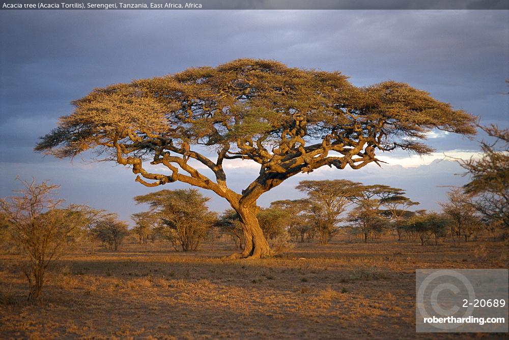 西アフリカ アシャンティ族　櫛　壁掛 Old African Trivalart Amazon.com : CHUXAY GARDEN Adansonia Digitata-African Baobab