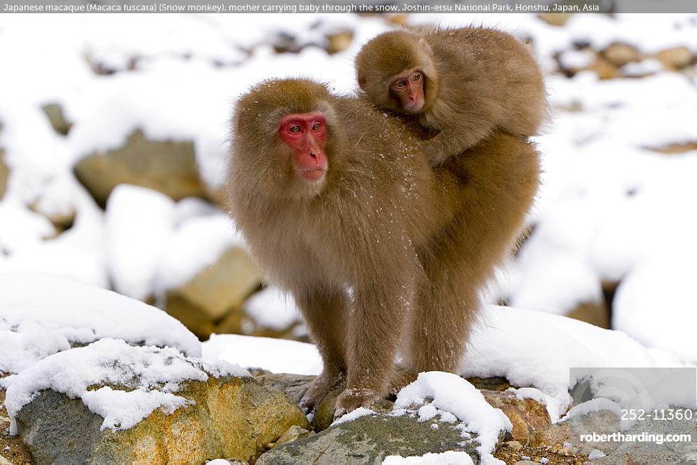 Japanese monkey様 snow-monkeys-jigokudani-monkey