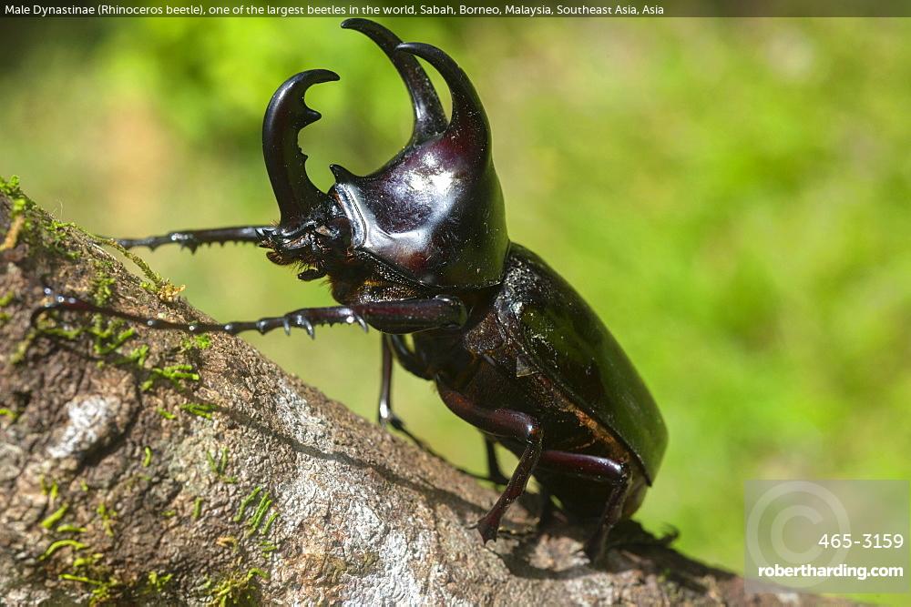 Male Dynastinae (Rhinoceros beetle), one | Stock Photo