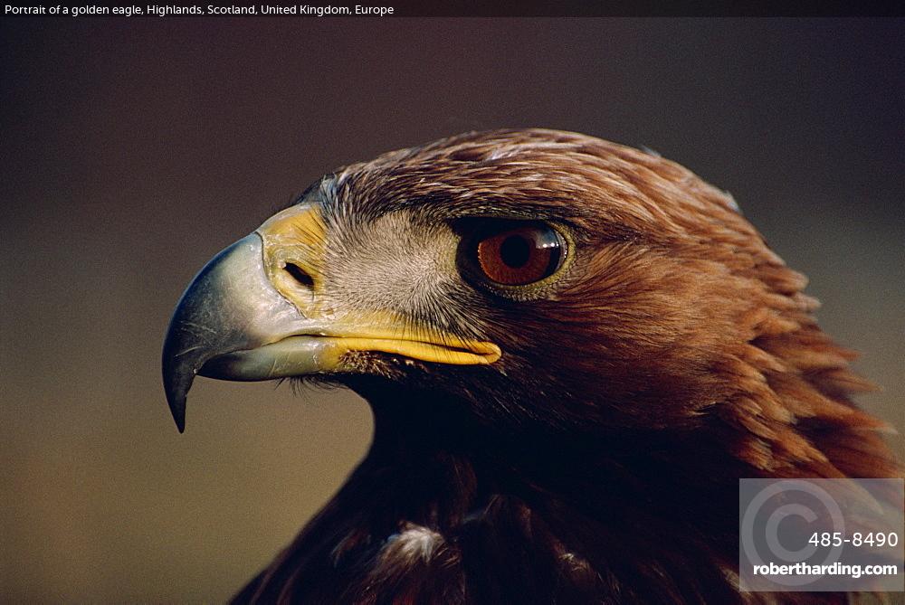 Portrait of a golden eagle, Highlands, Scotland, United Kingdom, Europe