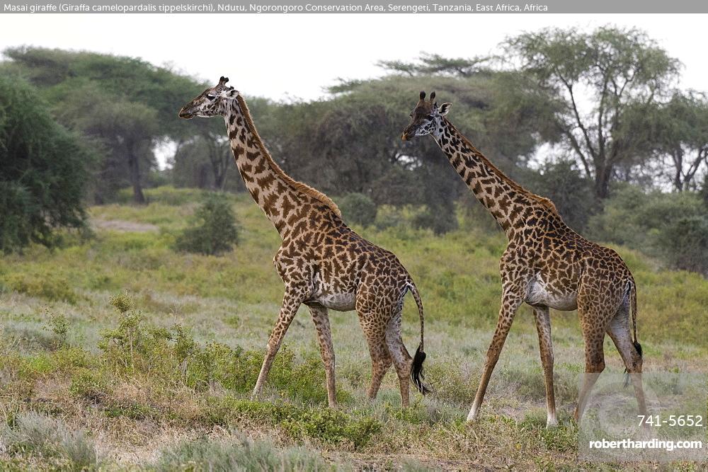 Définition  Girafe - Giraffa camelopardalis - Giraffa giraffa - Giraffa  tippelskirchi
