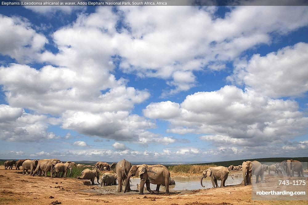 Elephants (Loxodonta africana) at water, Addo Elephant National Park, South Africa, Africa