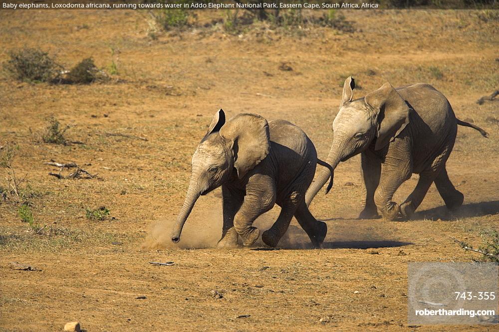 Baby elephants, Loxodonta africana, running towards water in Addo Elephant National Park, Eastern Cape, South Africa, Africa