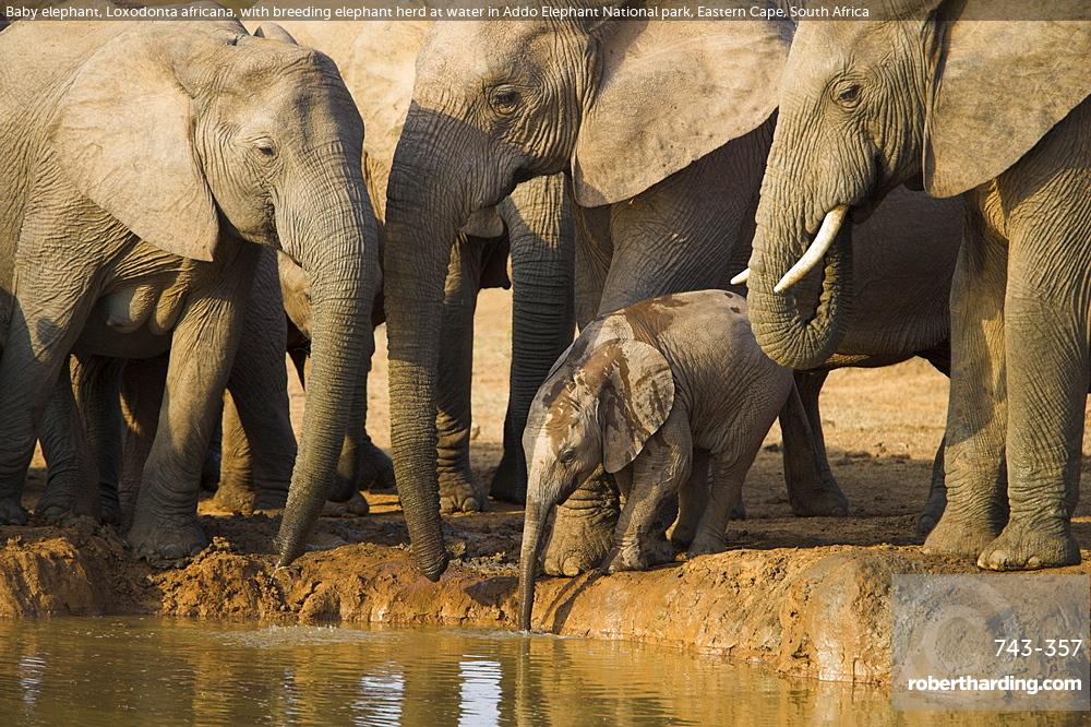 Baby elephant, Loxodonta africana, with breeding elephant herd at water in Addo Elephant National park, Eastern Cape, South Africa