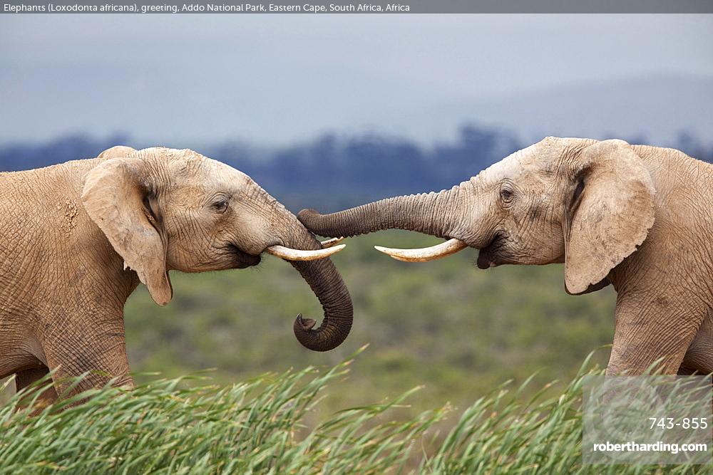 Elephants (Loxodonta africana), greeting, Addo National Park, Eastern Cape, South Africa, Africa