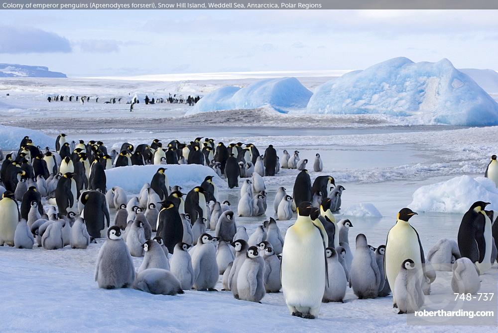 Colony of emperor penguins (Aptenodytes forsteri), Snow Hill Island, Weddell Sea, Antarctica, Polar Regions