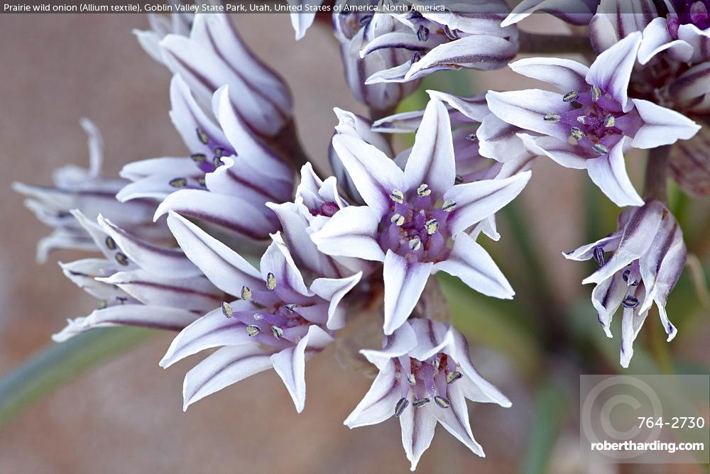 Prairie wild onion (Allium textile), | Stock Photo