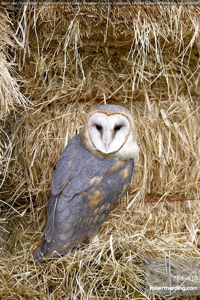 Barn Owl Tyto Alba In Stock Photo