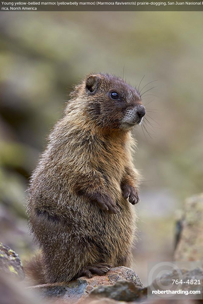 Marmot Crossing in Truckee, California??