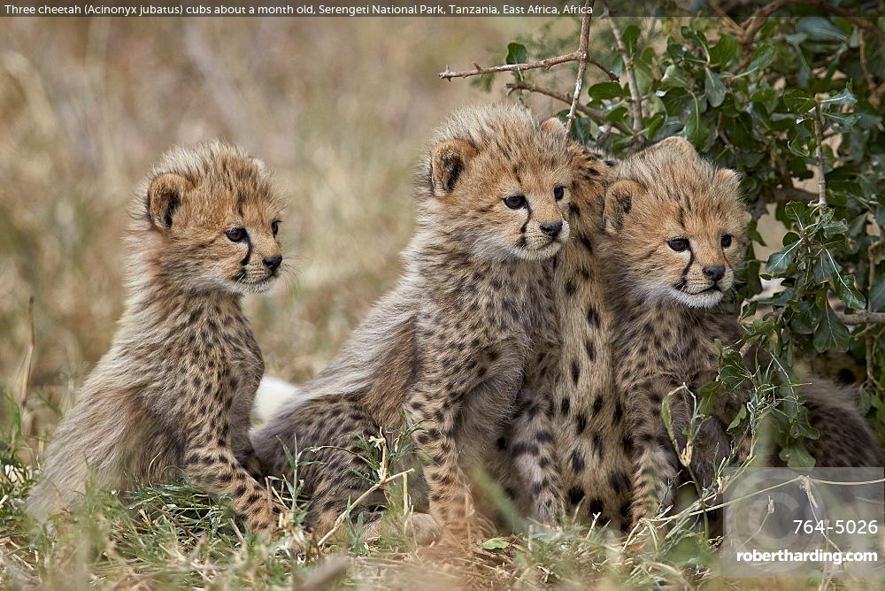 Three cheetah (Acinonyx jubatus) cubs about a month old, Serengeti National Park, Tanzania, East Africa, Africa