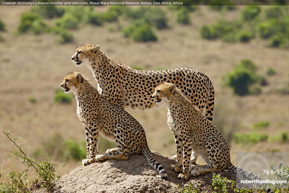 Cheetah (Acinonyx jubatus) mother and two cubs, Masai Mara National Reserve, Kenya, East Africa, Africa