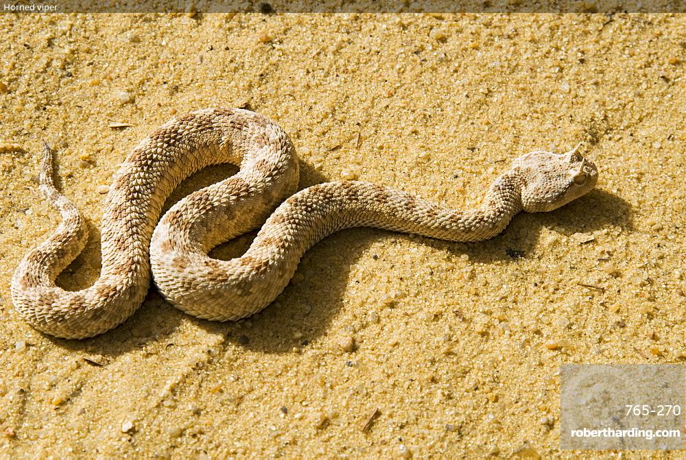 kenya horned snake