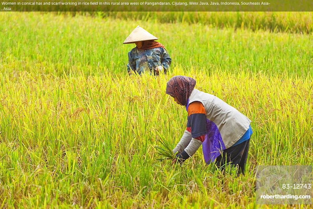 asian rice field hat