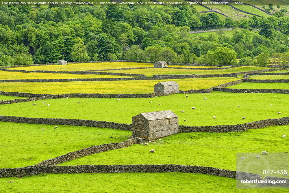 The barns, dry stone walls and buttercup meadows at Gunnerside, Swaledale, North Yorkshire, Yorkshire, England, United Kingdom, Europe